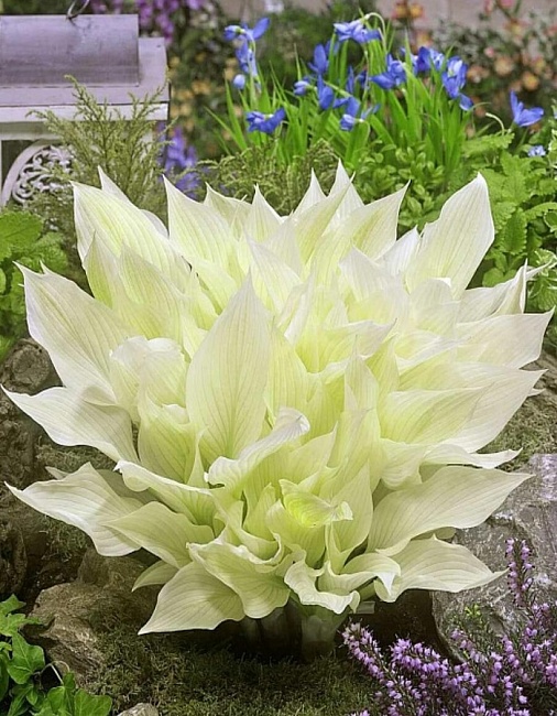 Хоста Вайт Фезер 